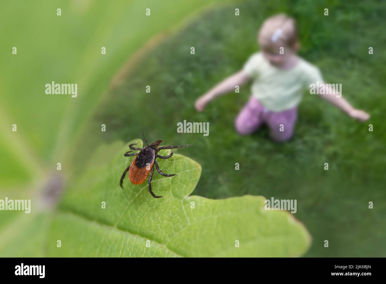Castor bean tick over child playing in green grass. Ixodes ricinus. Closeup of parasitic mite hidden on nature leaf near blur small girl. Encephalitis. Stock Photo