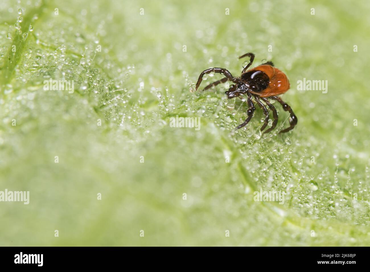 Wet female deer tick crawling in water drops on hairy green leaf. Ixodes ricinus or scapularis. Closeup a dangerous parasite on nature blur background. Stock Photo