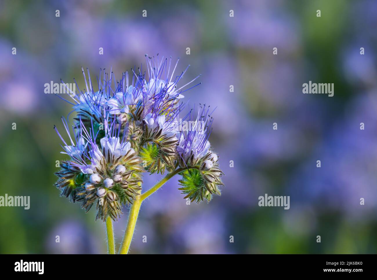 Blue tansy flowers and buds on violet green nature background. Phacelia tanacetifolia. Close-up of fragile coiling bell shaped blooms  on blurry field. Stock Photo
