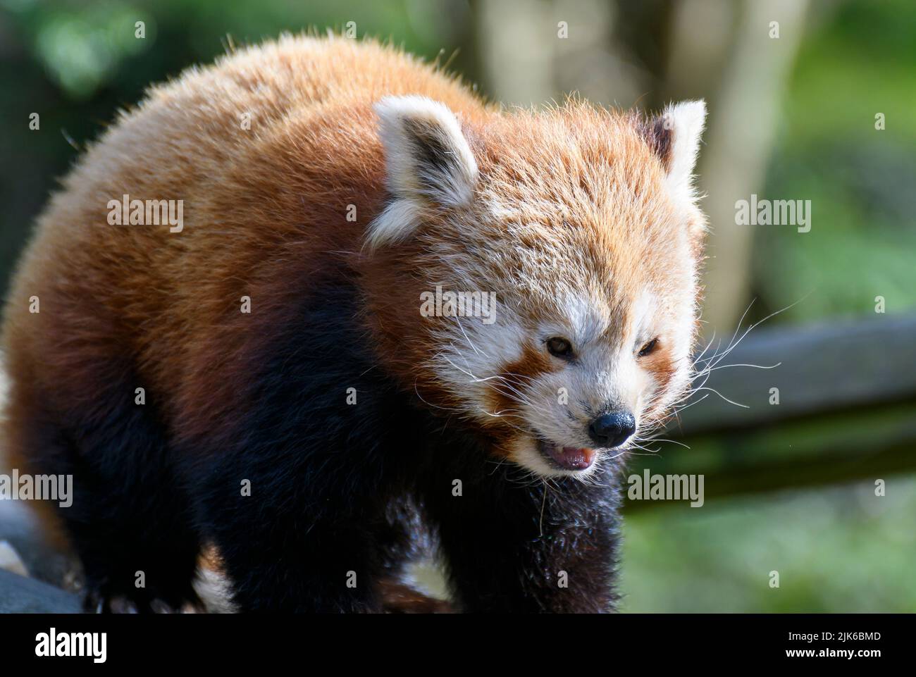 A portrait of a Red Panda Stock Photo