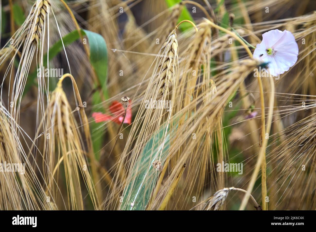 Poppy and convolvulus among ear of wheat seen up close Stock Photo - Alamy