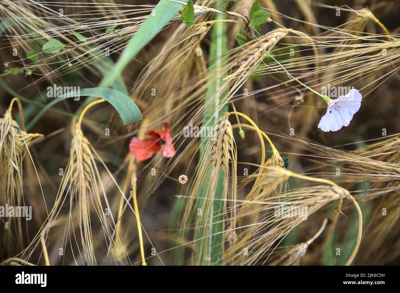 Poppy and convolvulus among ear of wheat seen up close Stock Photo - Alamy