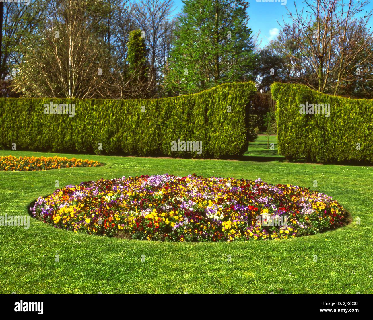 A floral display of colourful summer flowering pansies in a flower bed Stock Photo