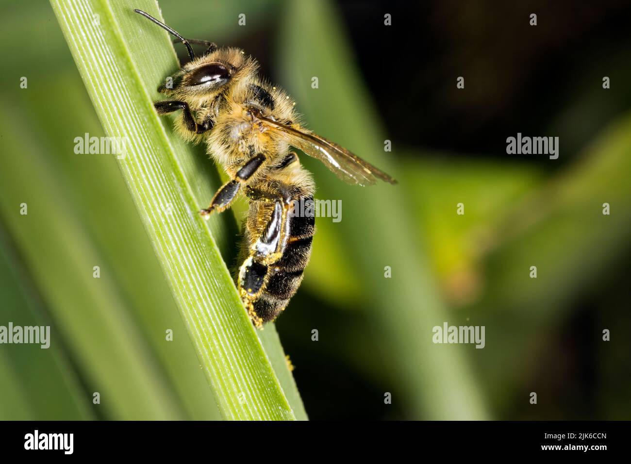 Bee in a German garden Stock Photo