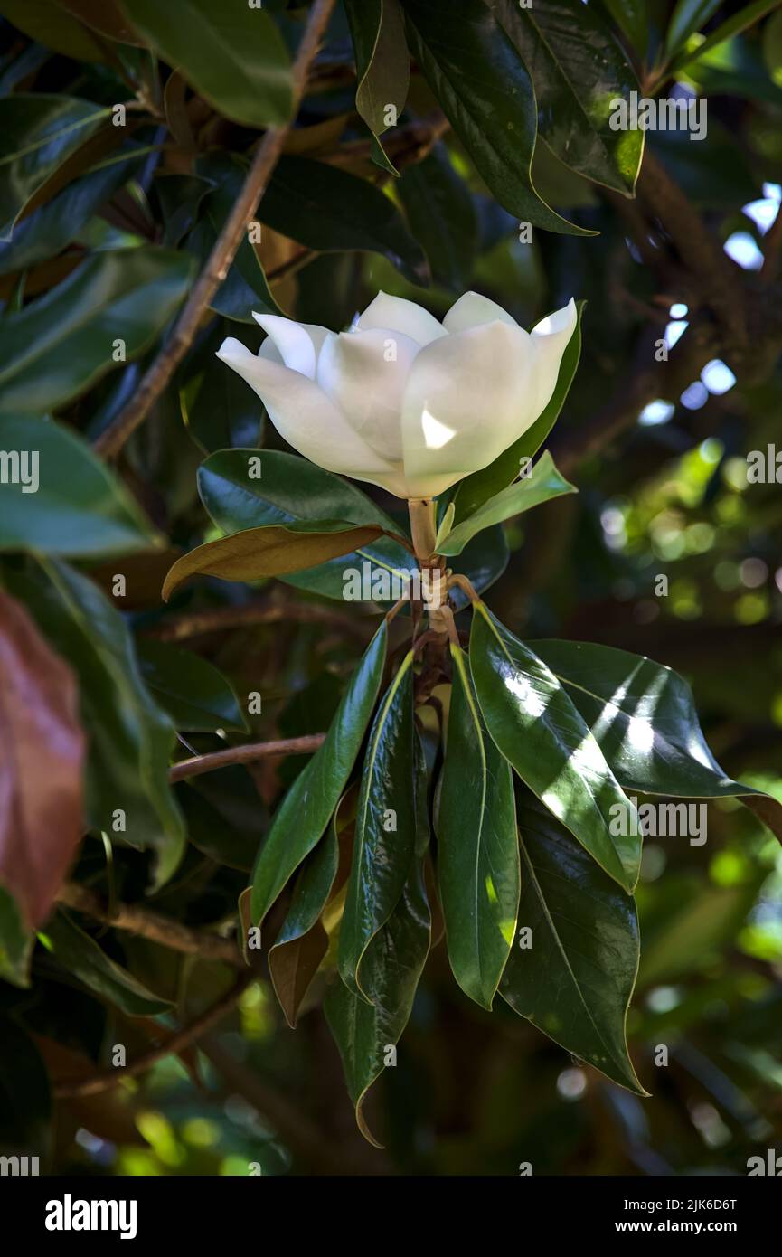 White magnolia in bloom on a sunny day Stock Photo - Alamy