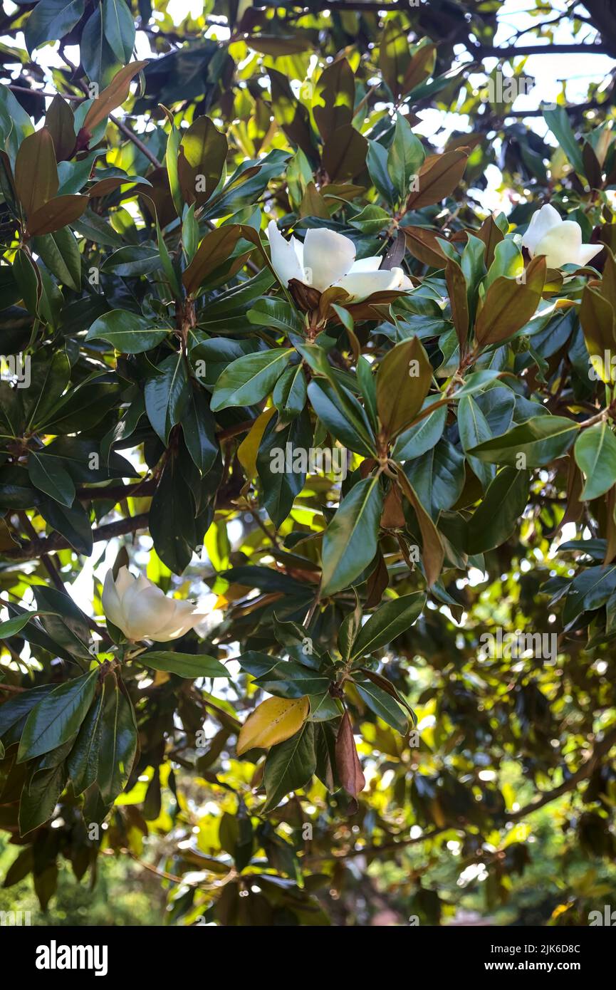 White magnolia in bloom on a sunny day Stock Photo - Alamy