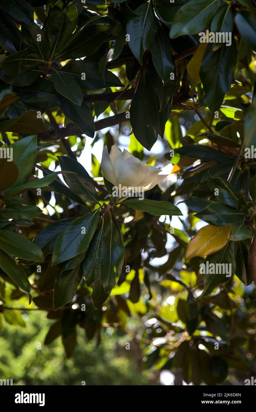 White magnolia in bloom on a sunny day Stock Photo - Alamy