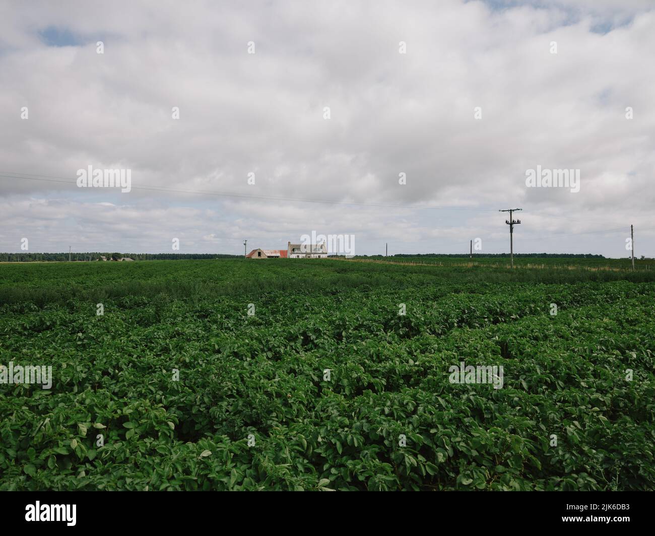 A lone farmhouse in the rural agricultural landscape of the Tarbat Peninsula in Easter Ross Scotland UK - farming crop field Stock Photo