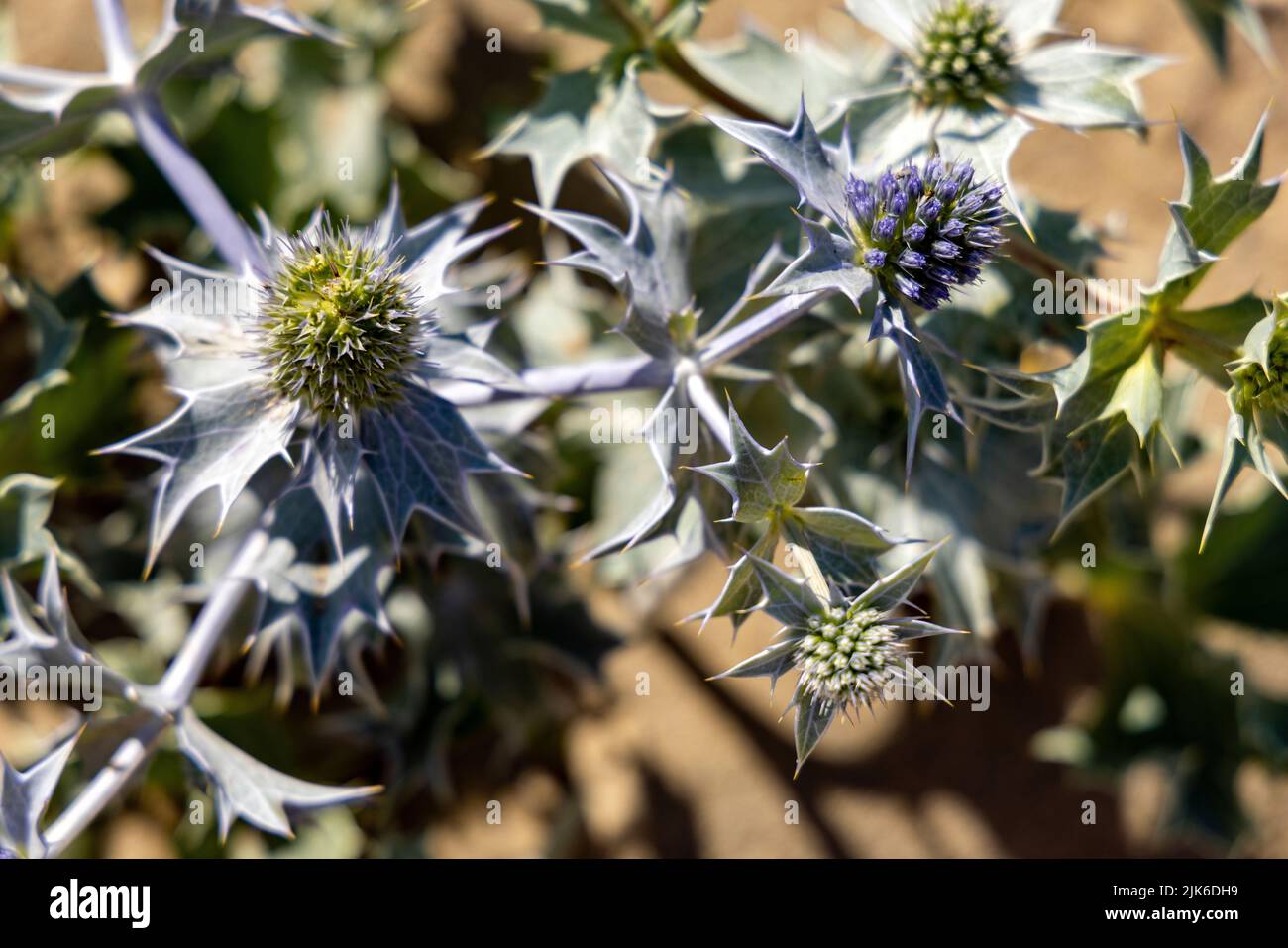 Close-up of Eryngium maritimum, sea holly or seaside eryngo, growing in the dunes along the North Sea coast, Katwijk, South Holland, The Netherlands. Stock Photo