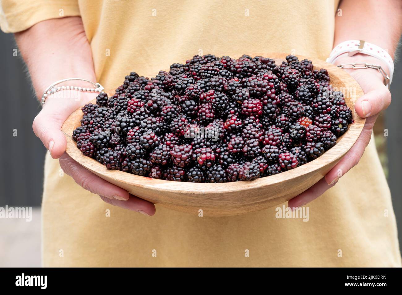 A woman holding a large bowl of wild blackberries, Rubus fruticosus. The juice fruits have been freshly picked from bramble bushes in the countryside Stock Photo