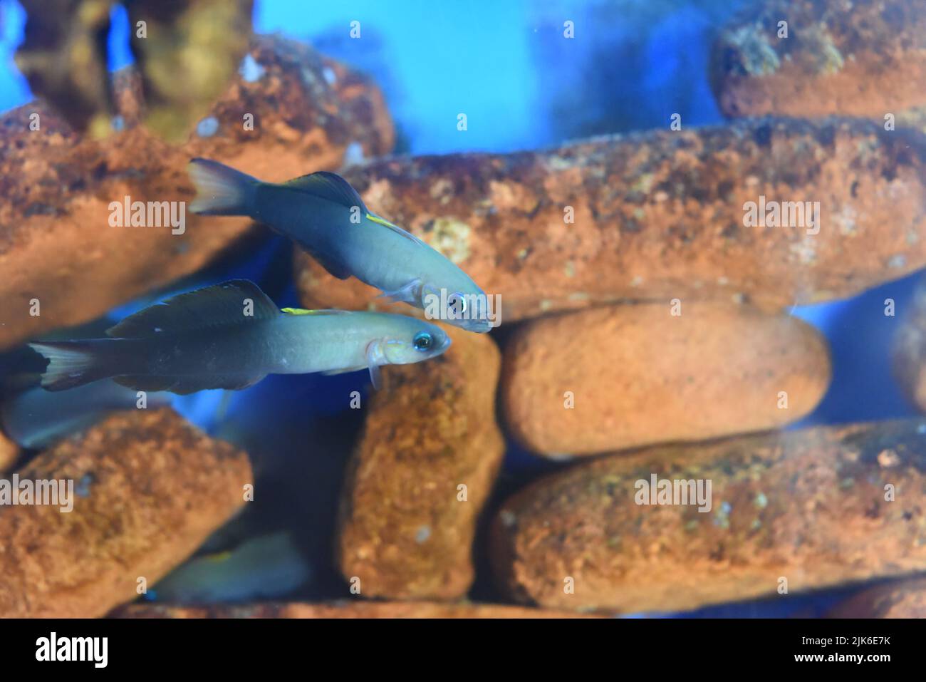 The Scissortail Dartfish Goby in aquarium closeup Stock Photo Alamy