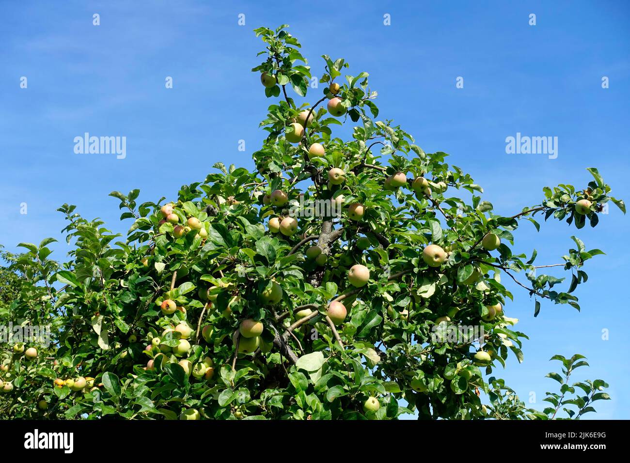 Apple Tree Carnival, Malus Karneval Stock Photo Alamy