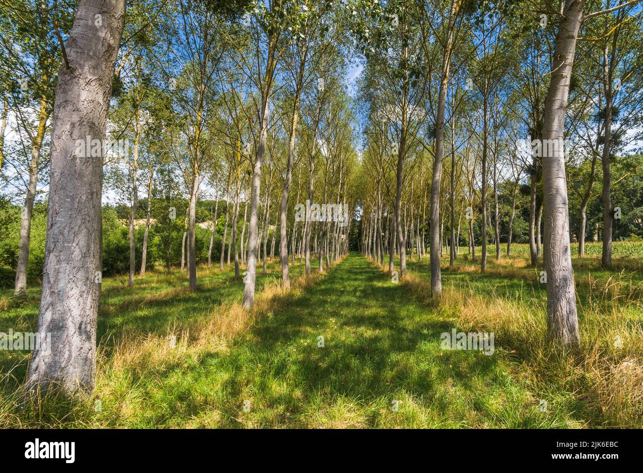 Small plantation of Poplar trees planted around 2000 - Indre-et-Loire (37), France. Stock Photo