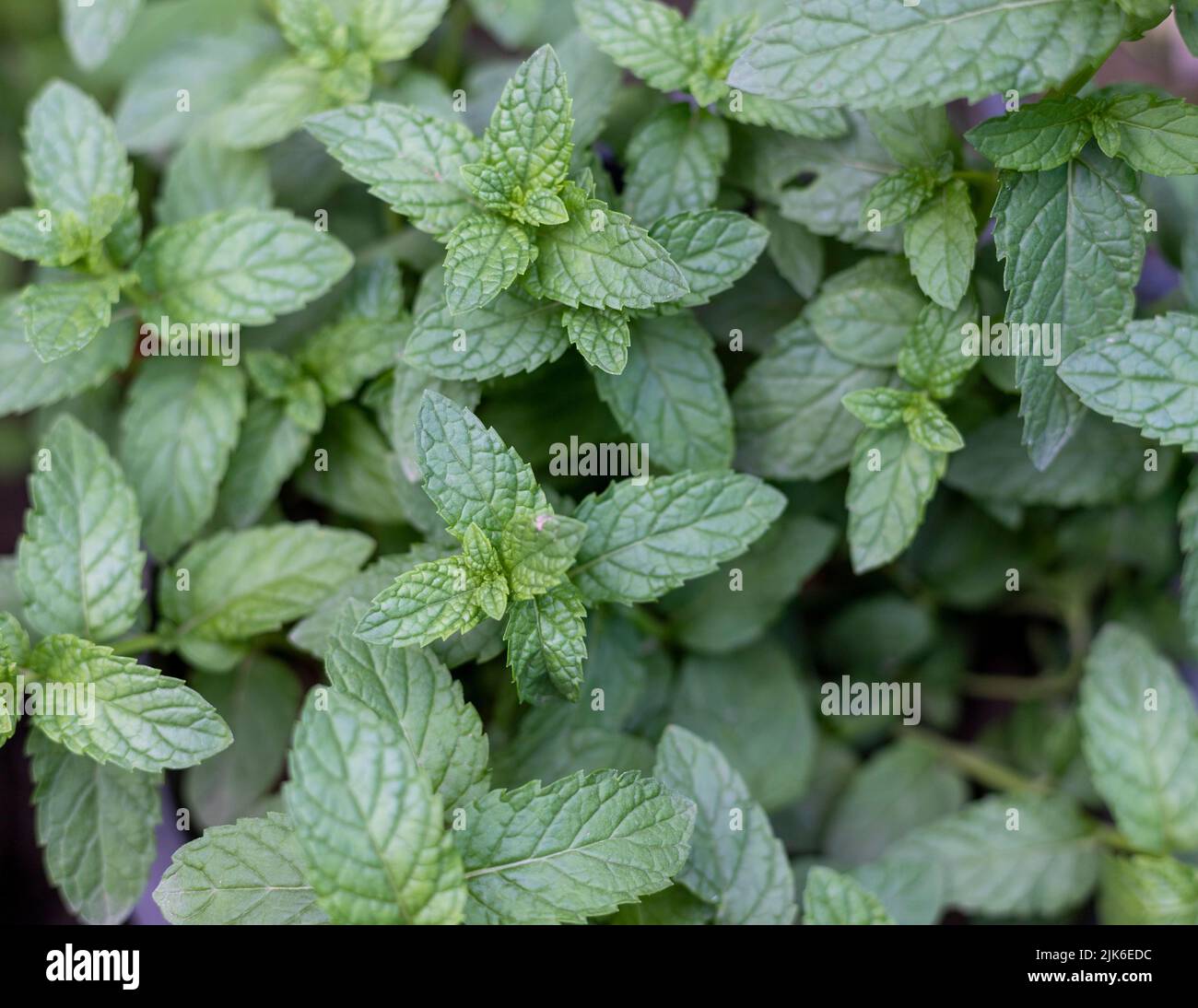 Mint plant growing in a herb garden Stock Photo - Alamy