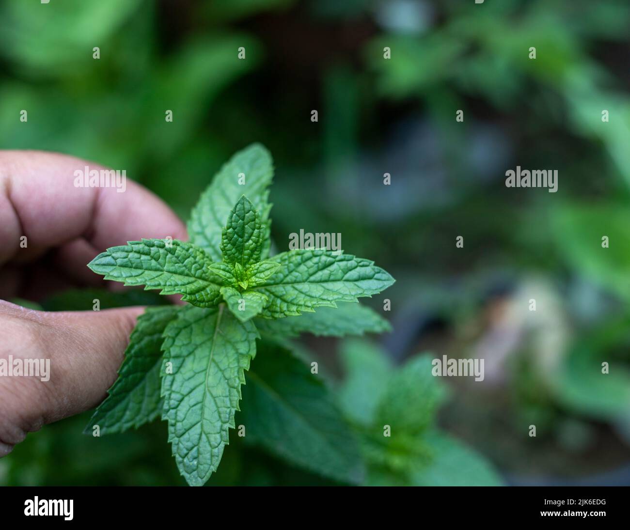 Mint leaf with selective focus and blur background Stock Photo