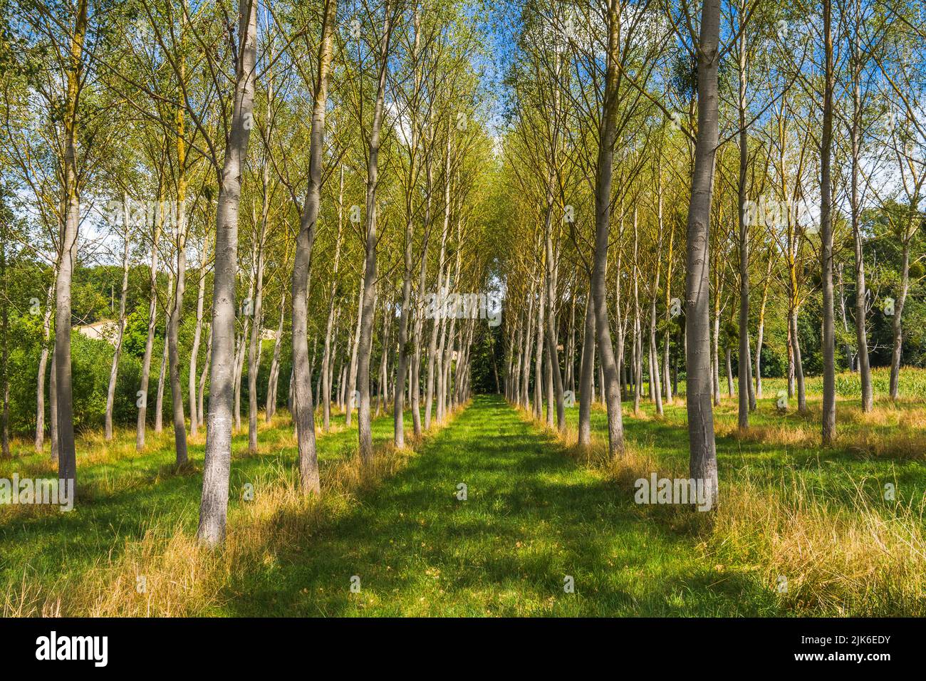 Small plantation of Poplar trees planted around 2000 IndreetLoire