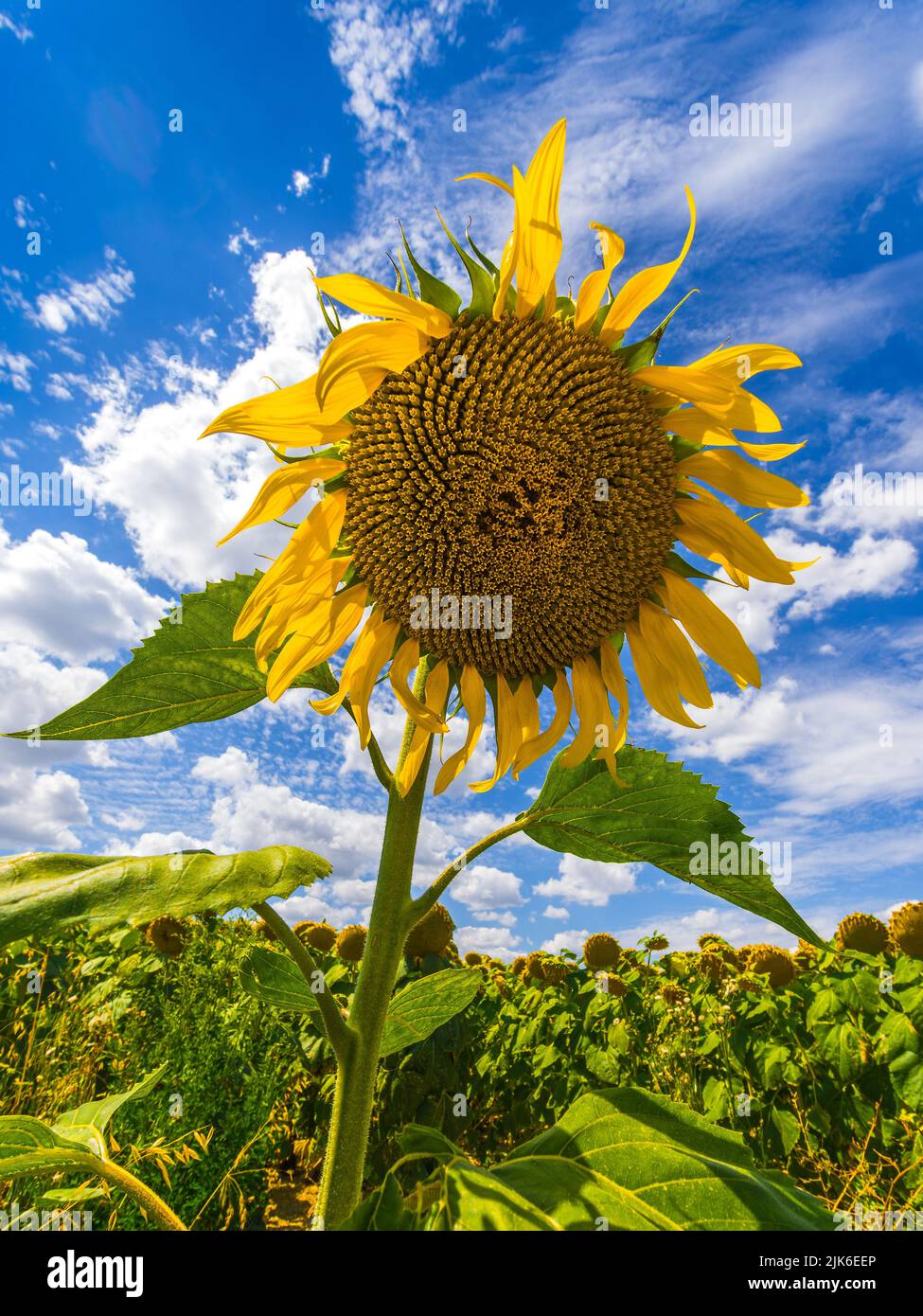Field of Sunflowers (Helianthus annuus) against a blue sky, growing in the sud-Touraine, central France. Stock Photo