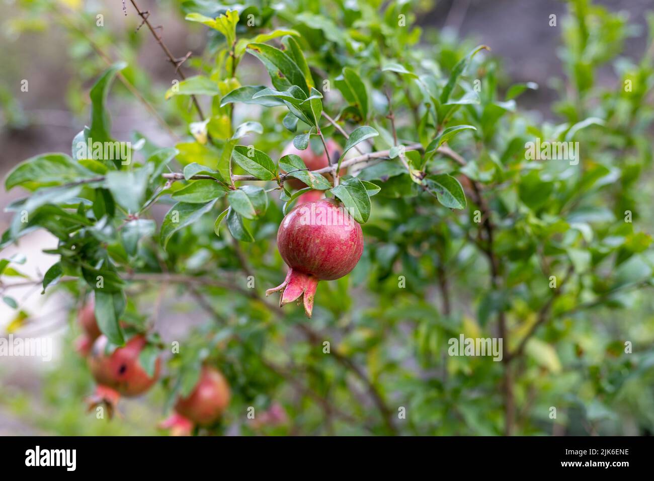 Pomegranate Punica granatum fruit growing on a tree Stock Photo