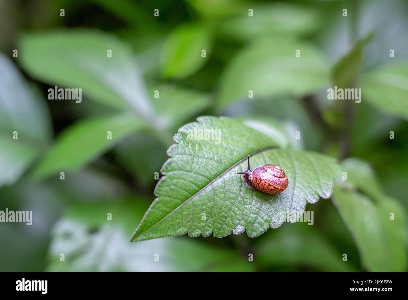 A snail with horns in a patterned iridescent lacquered shell on a large beautiful green leaf in the evening in the garden. Copy space Stock Photo