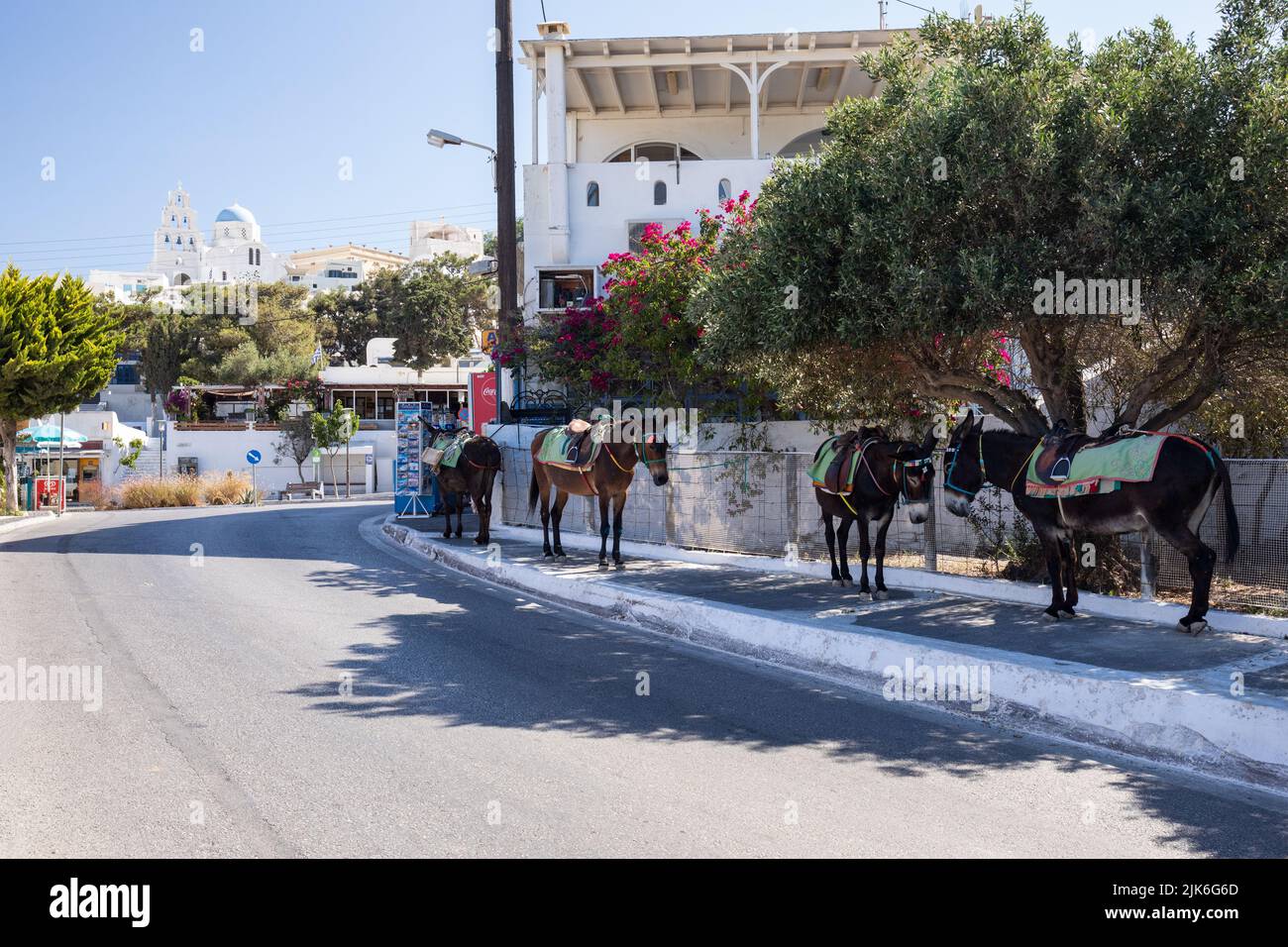 Donkeys under the shade of trees in Pyrgos village, Santorini, Cyclades islands, Greece, Europe Stock Photo