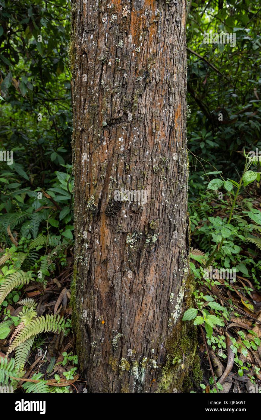 tree trunk with moss, bark texture, plants background, nature wallpaper Stock Photo