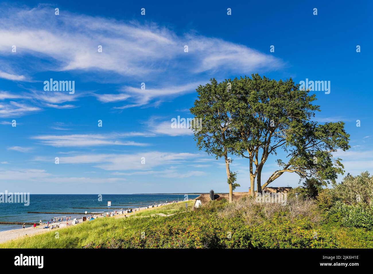 Tree and dune on shore of the Baltic Sea in Ahrenshoop, Germany. Stock Photo