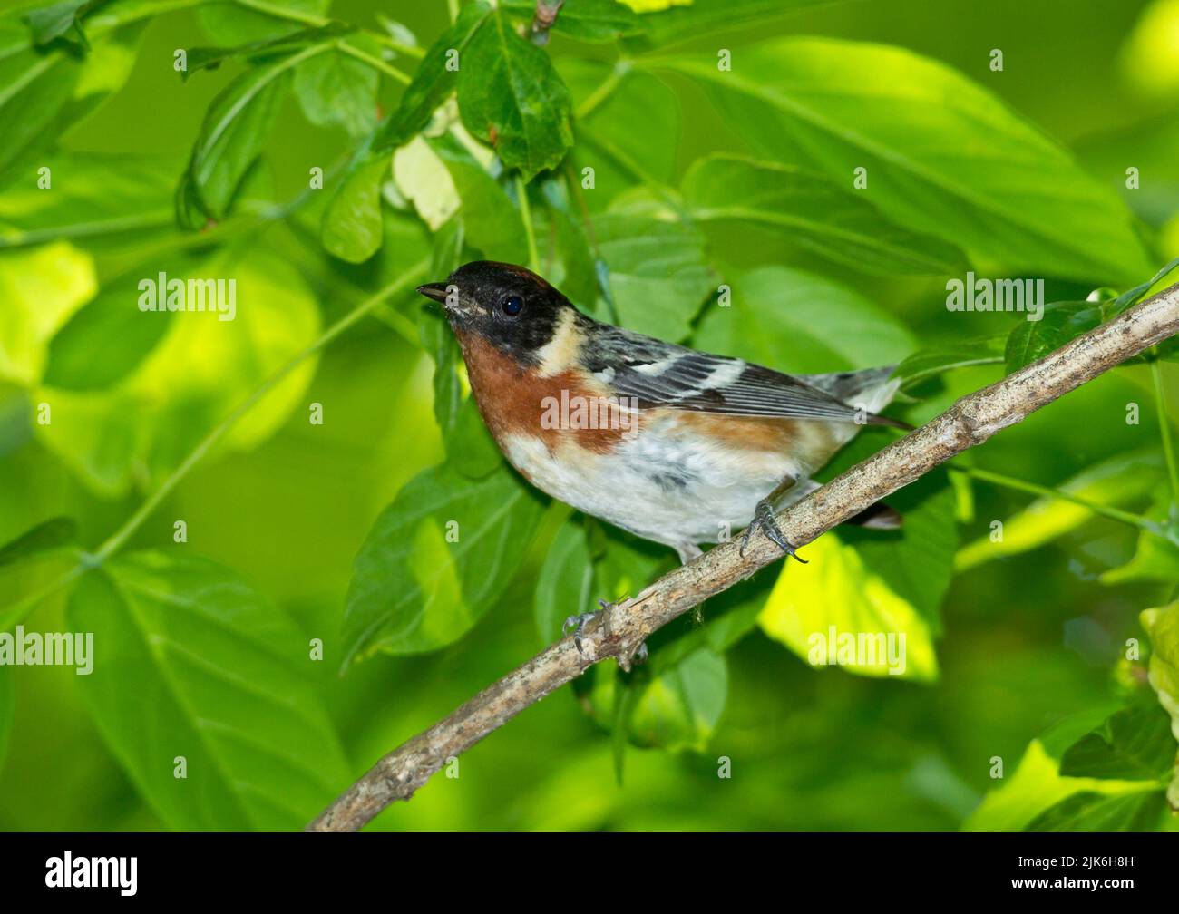 Bay-breasted Warbler (Dendroica castanea) , male, breeding plumage Stock Photo