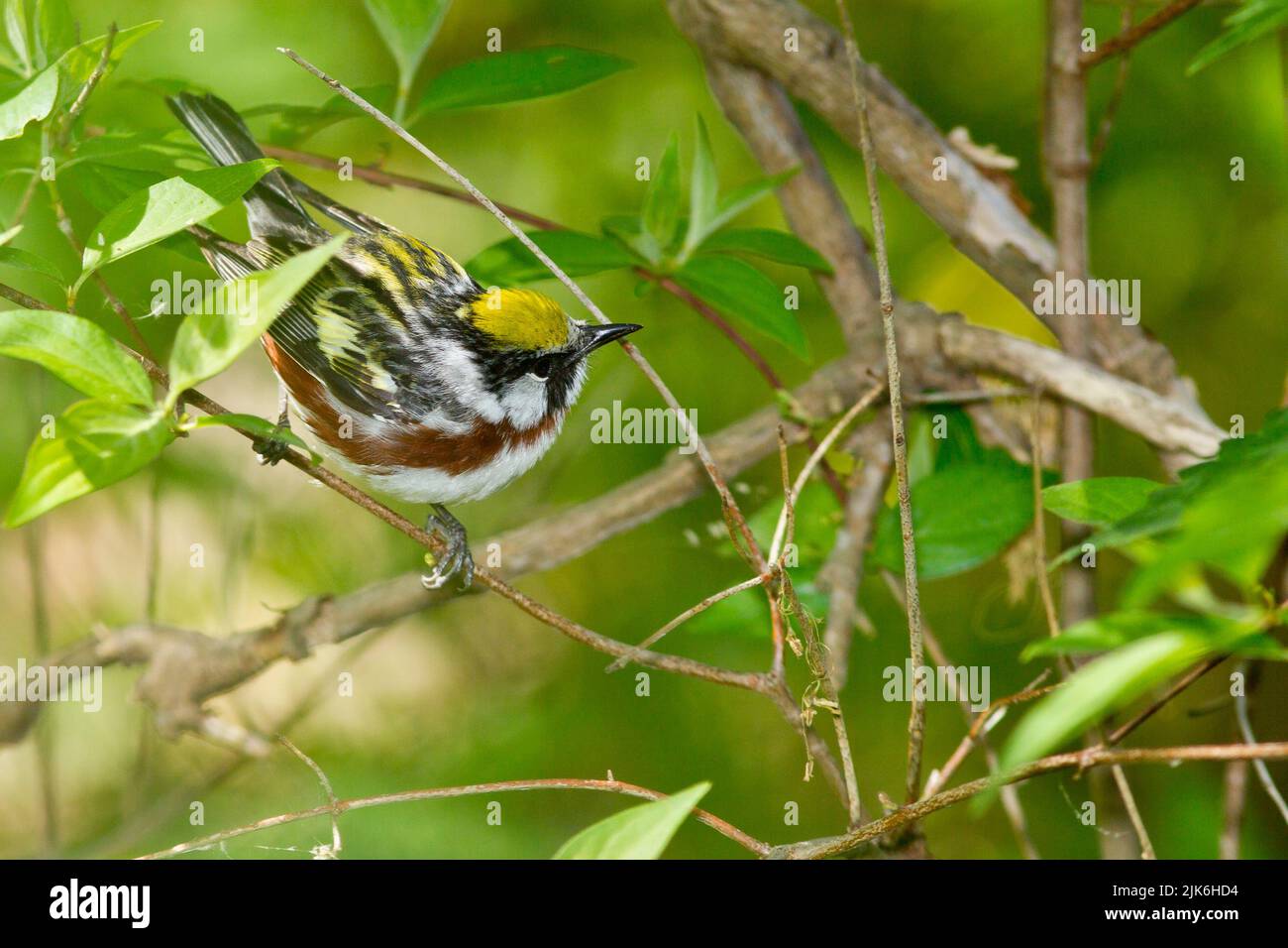 Chestnut-sided Warbler (Setophaga pensylvanica), male, breeding plumage Stock Photo