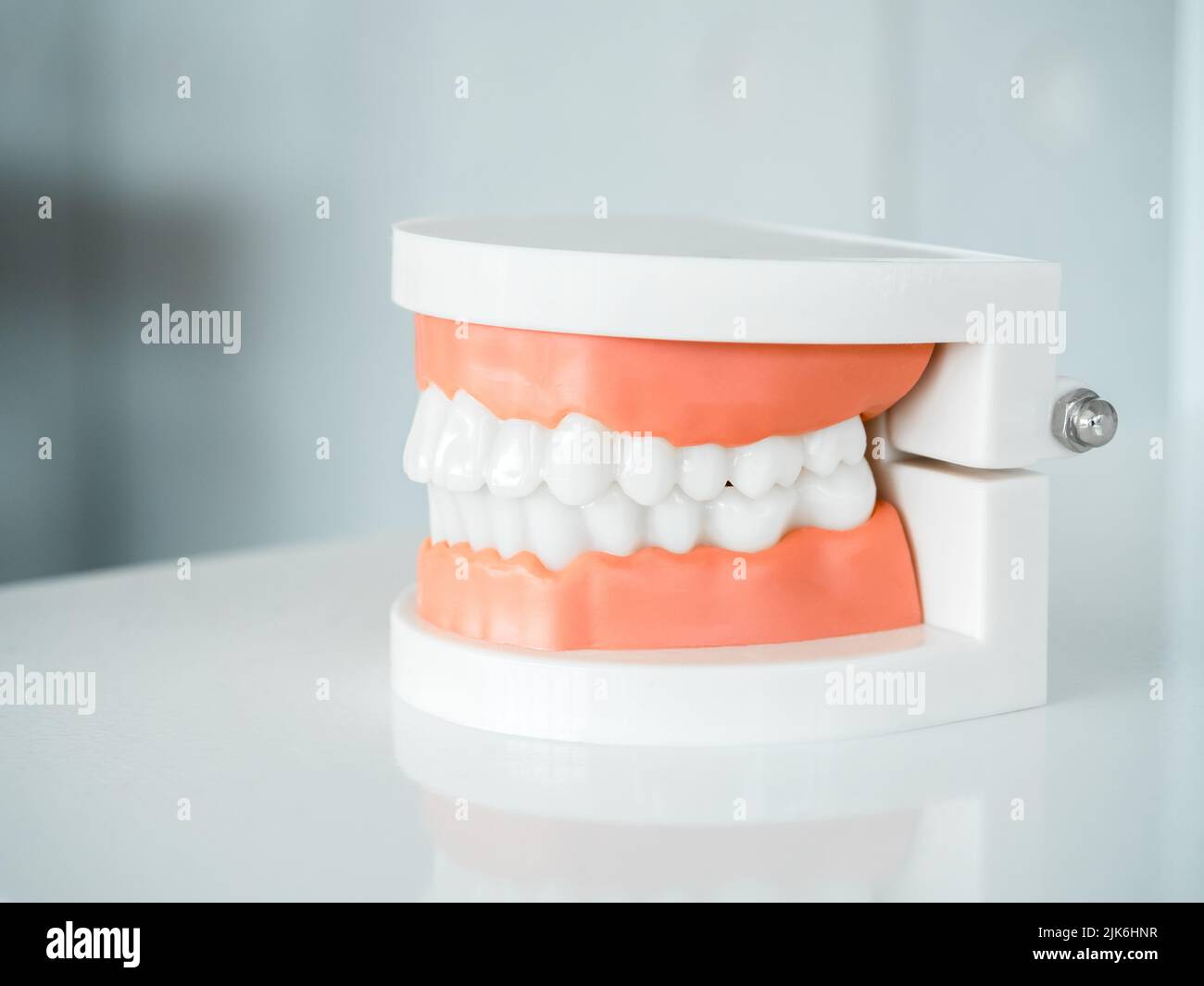 Close up of denture tooth, side view ,acrylic human jaw model on white