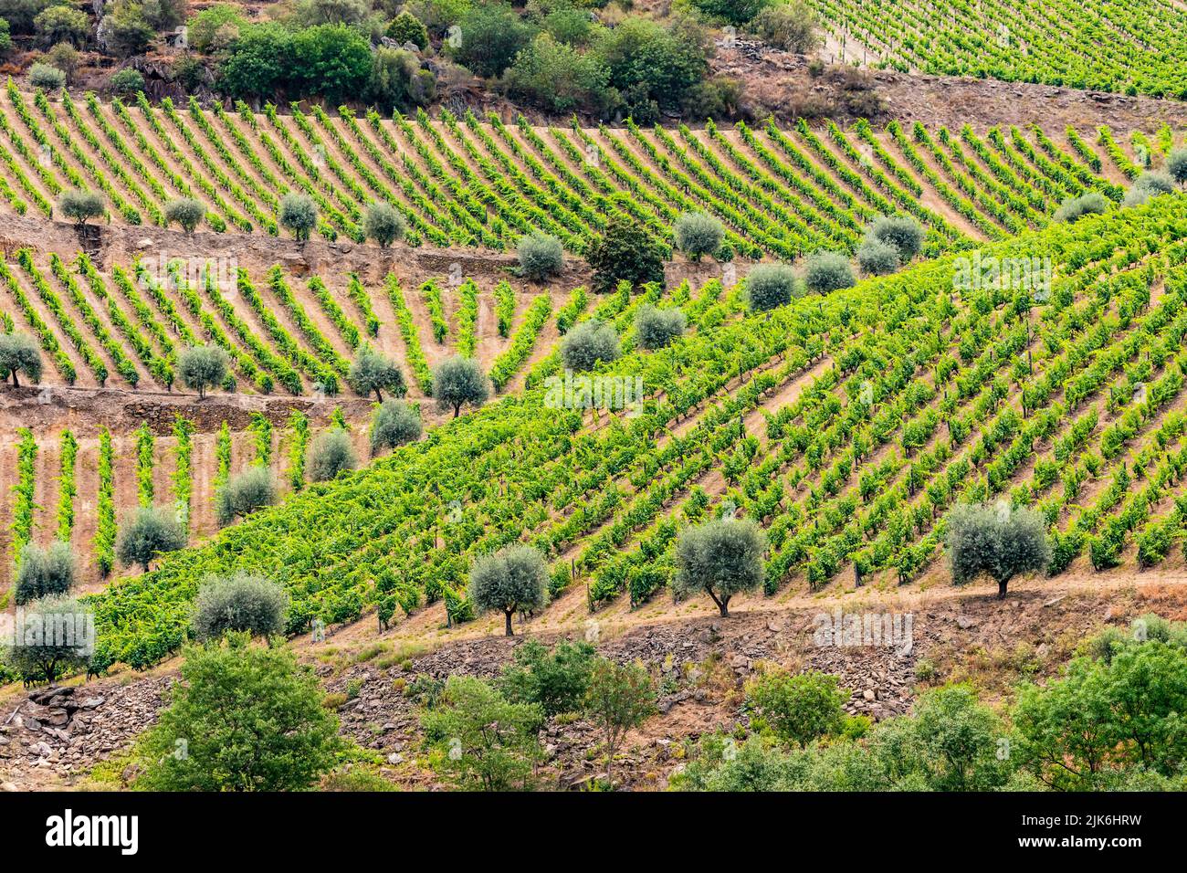 Grape vines and single olive trees along the Douro River in Portugal Stock Photo