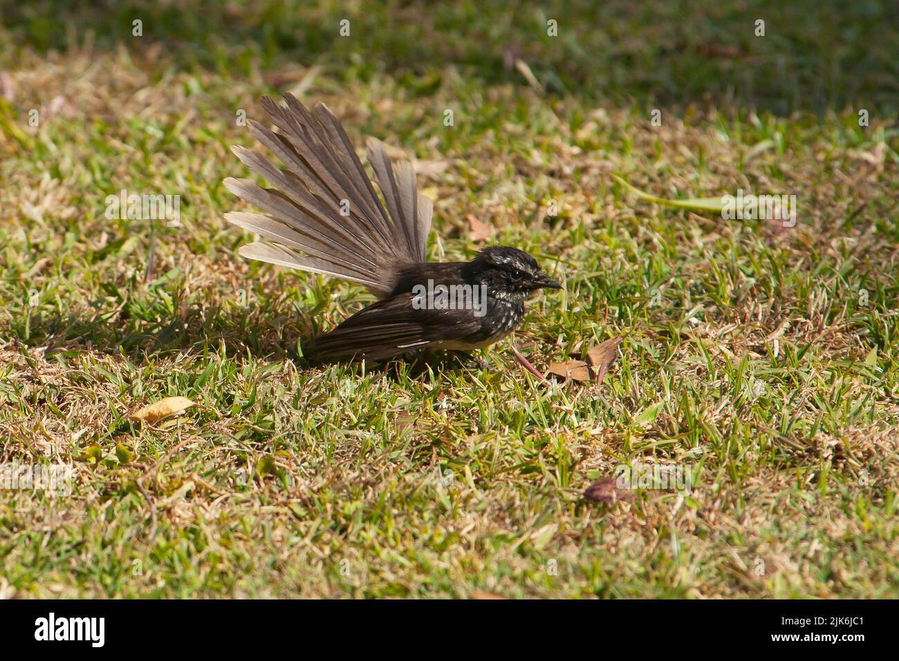 White-throated fantail - young, India. Stock Photo