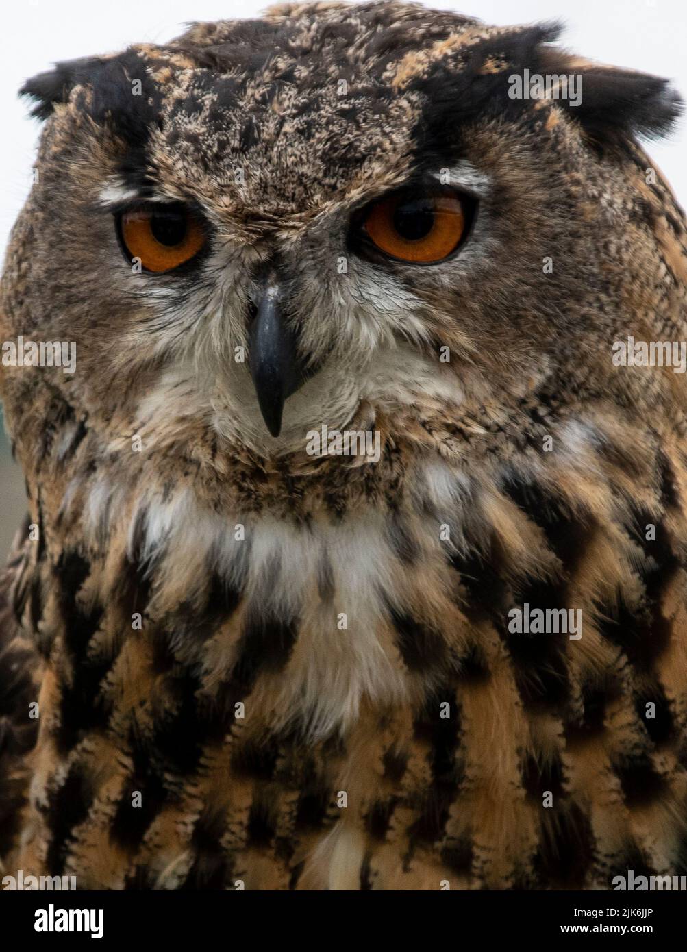 A Eurasian Eagle owl portrait during a falconry display at Henley