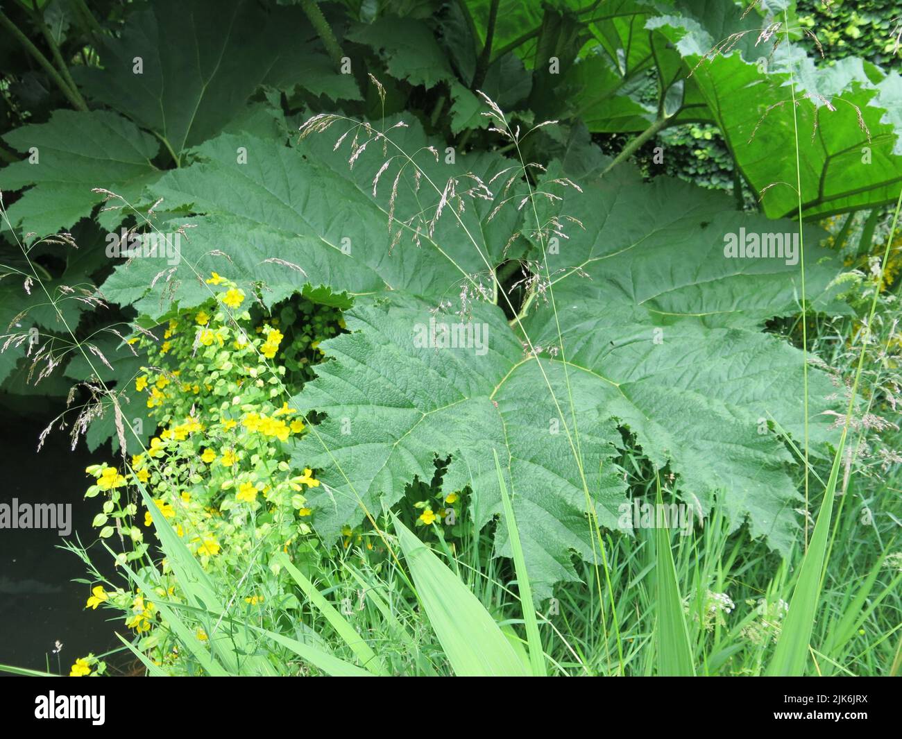 A giant leaf of gunnera or Chilean Rhubarb, growing in the wilder, boggy part of a Scottish garden. Stock Photo