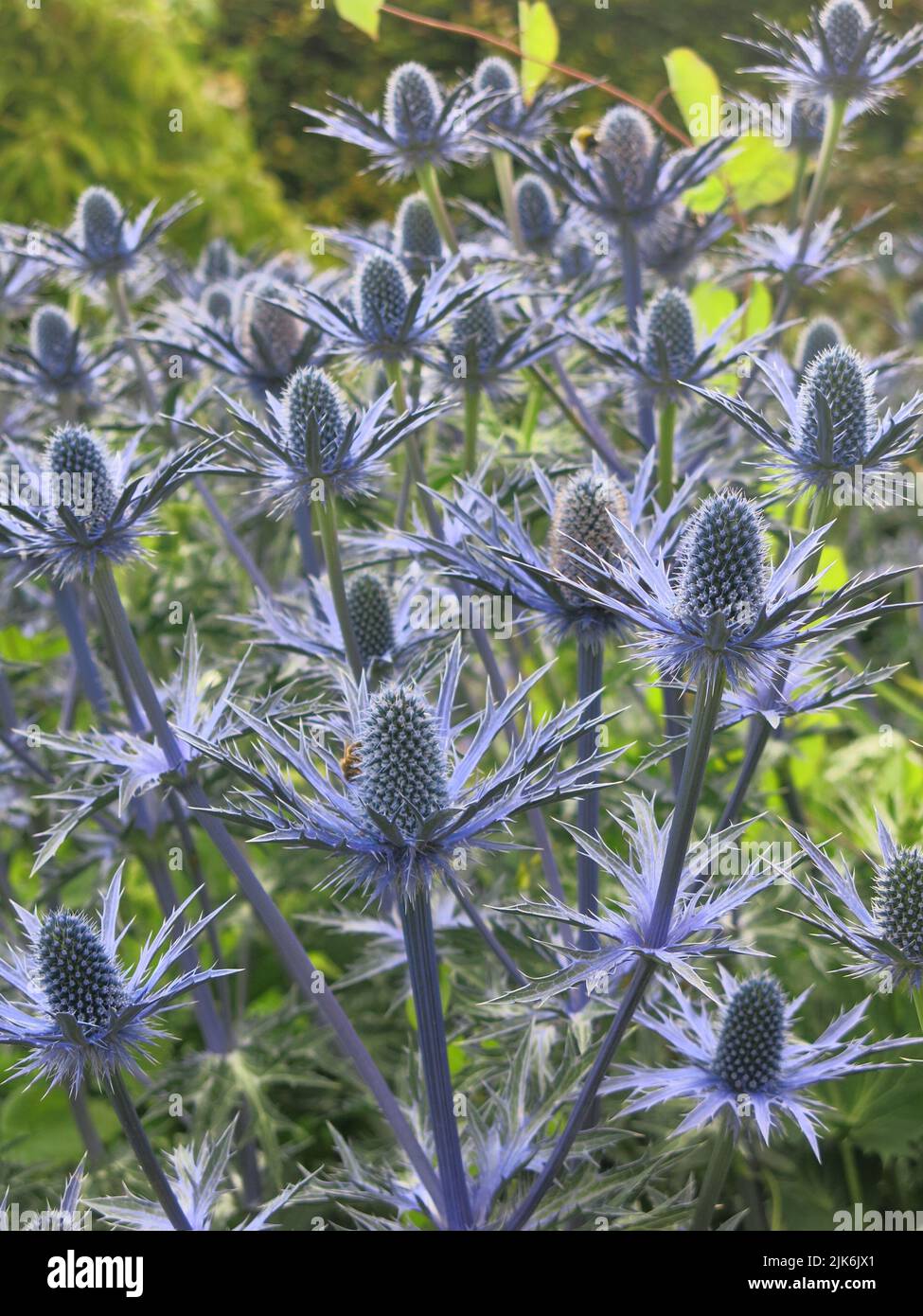 With thistle-like, prickly, pale blue flowers, alpine sea holly or eryngium alpinum is a striking ornamental plant growing here in a Scottish garden. Stock Photo