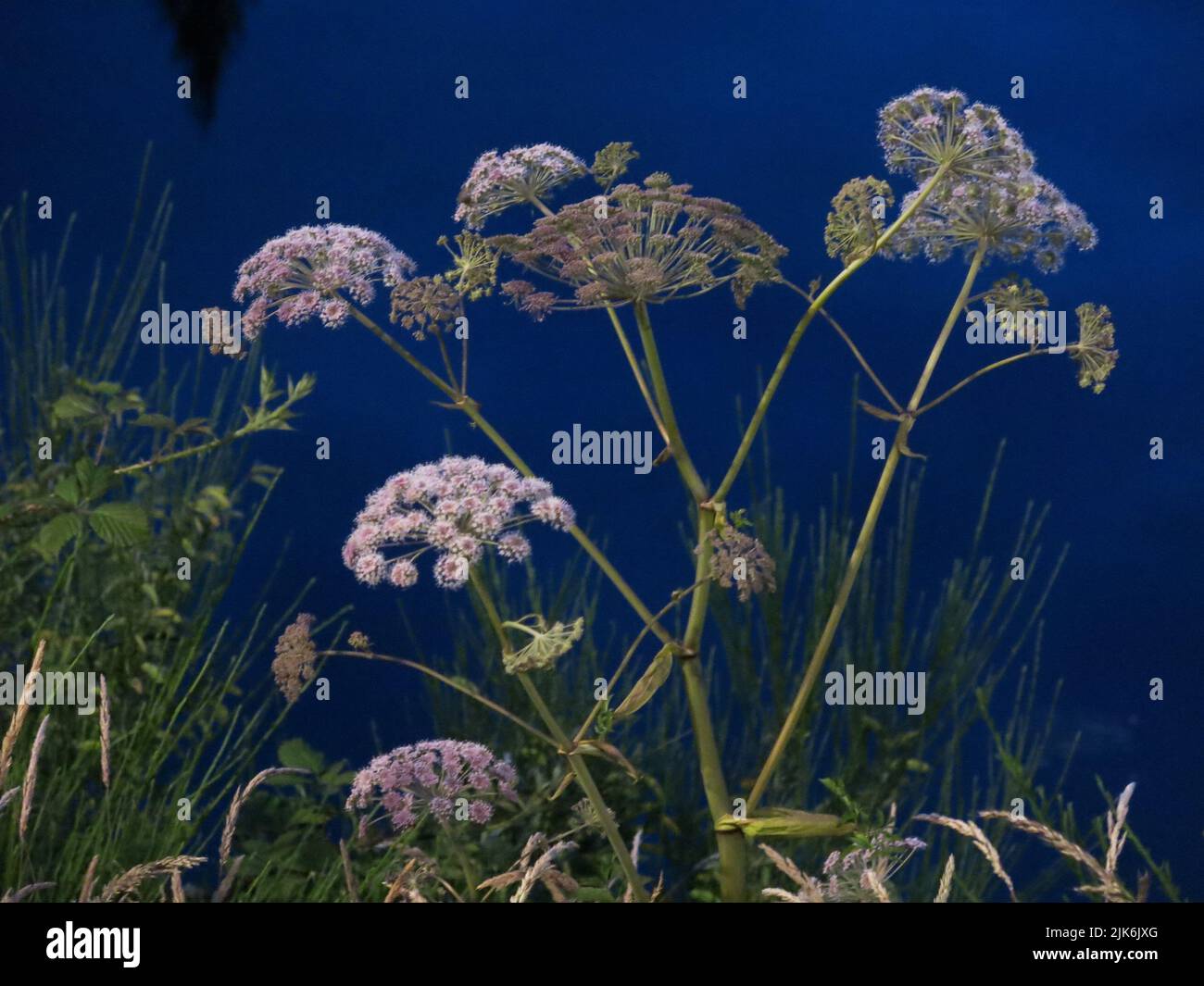 Umbellifer at twilight: statuesque flowerheads of wild angelica growing at the water's edge and shining white against deep blue water at night Stock Photo