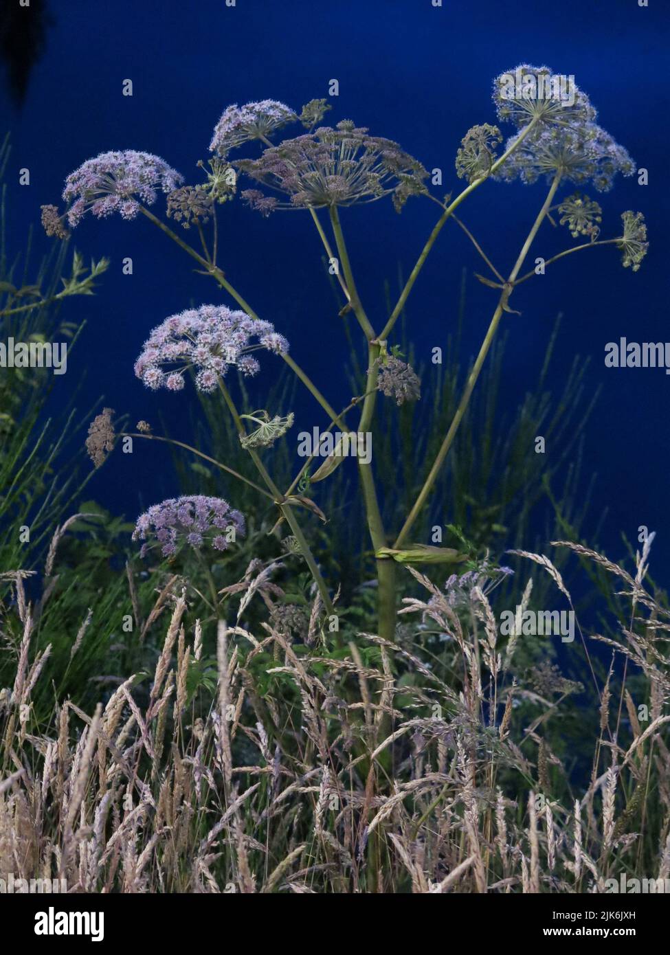 Umbellifer at twilight: statuesque flowerheads of wild angelica growing at the water's edge and shining white against deep blue water at night Stock Photo