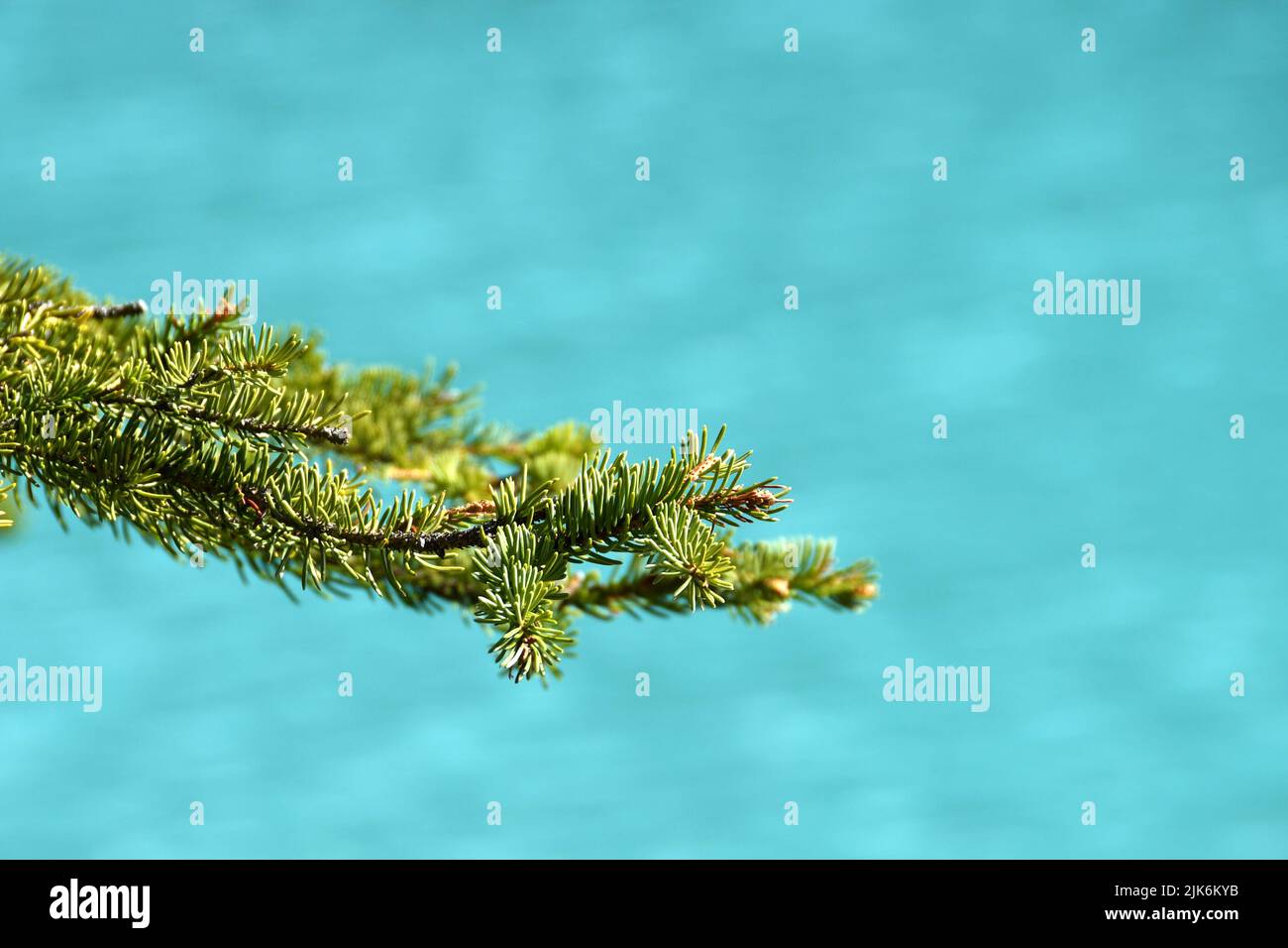 Close up view of needles on the branch of a pine tree, with plain defocussed background of turquoise blue water. No people, Copy space. Stock Photo