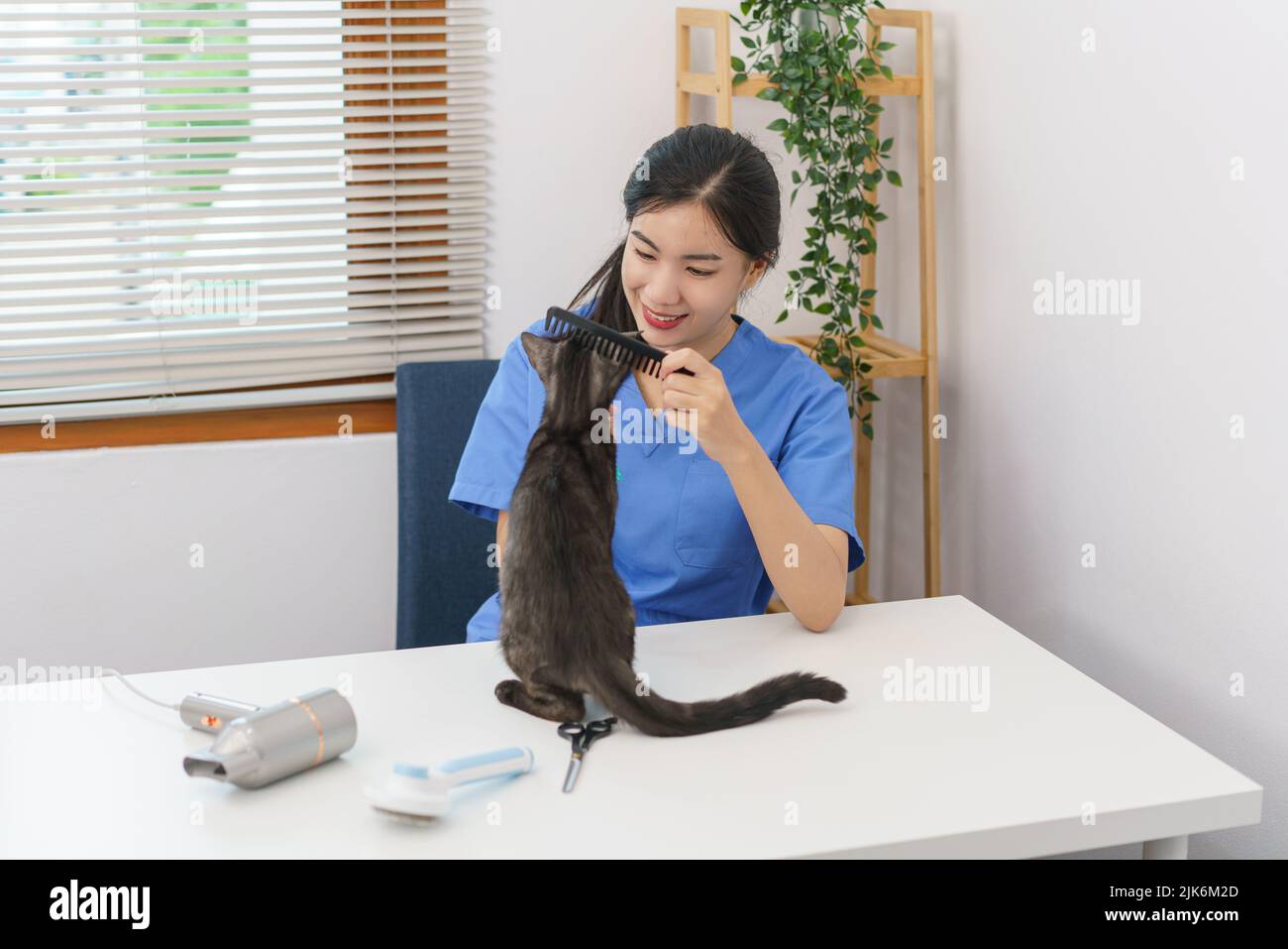 Pet salon concept, Female veterinarian use combing brush to brushing