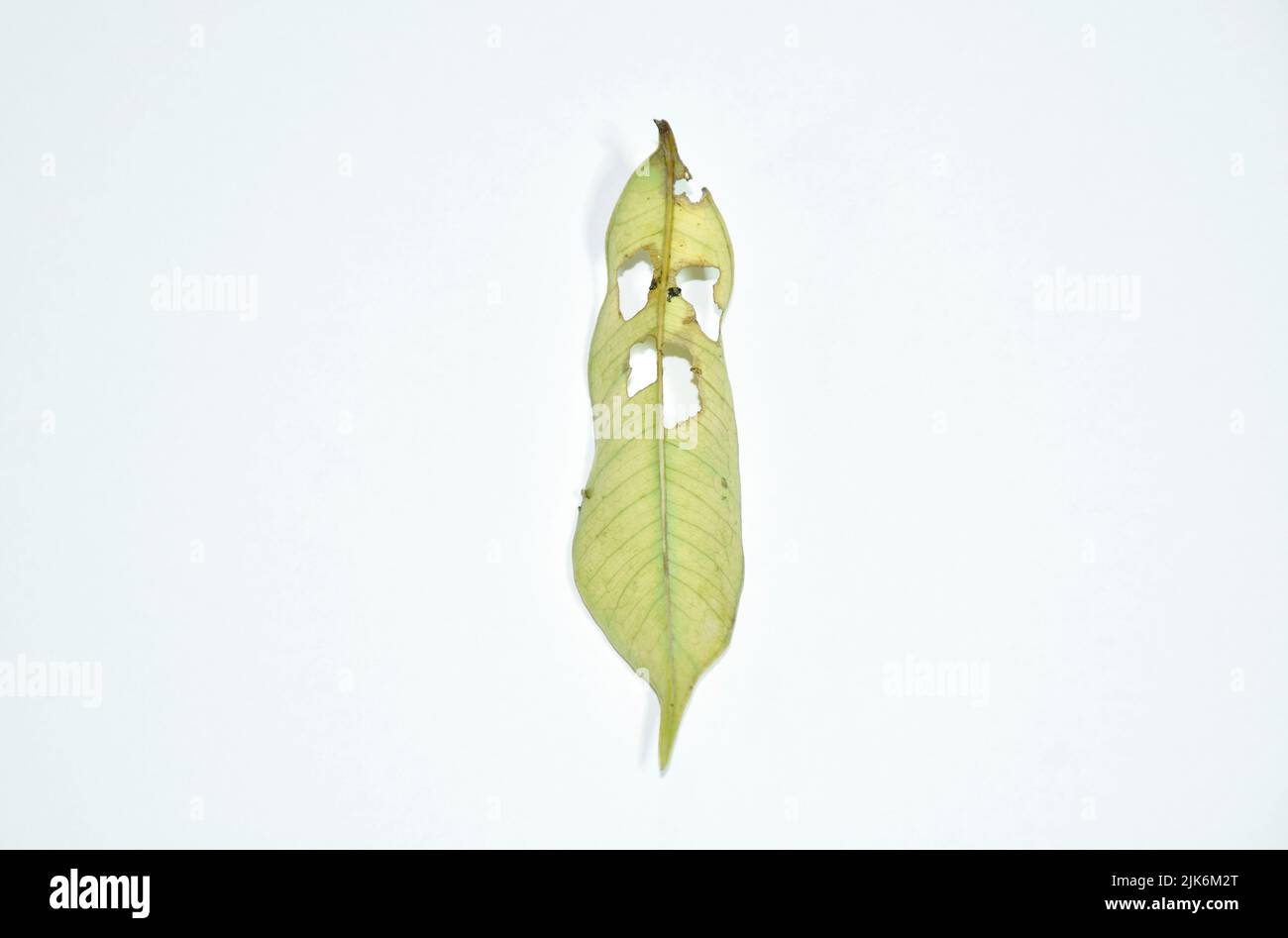 dry leaf decompose look like ghost face structure on white background Stock Photo
