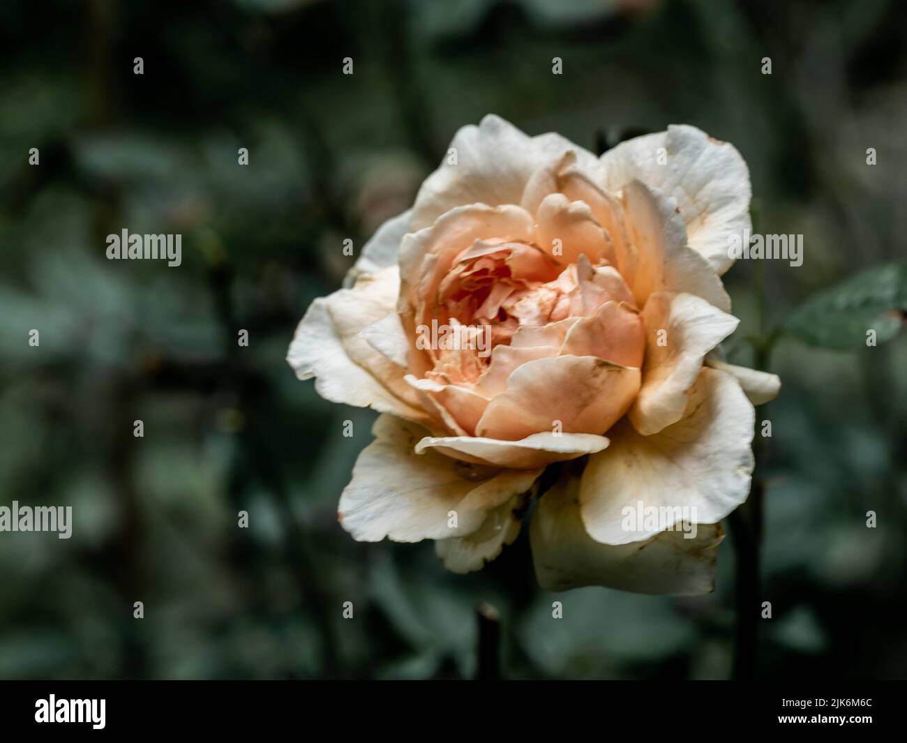 The wounded petals of a withering Masora roses Stock Photo - Alamy