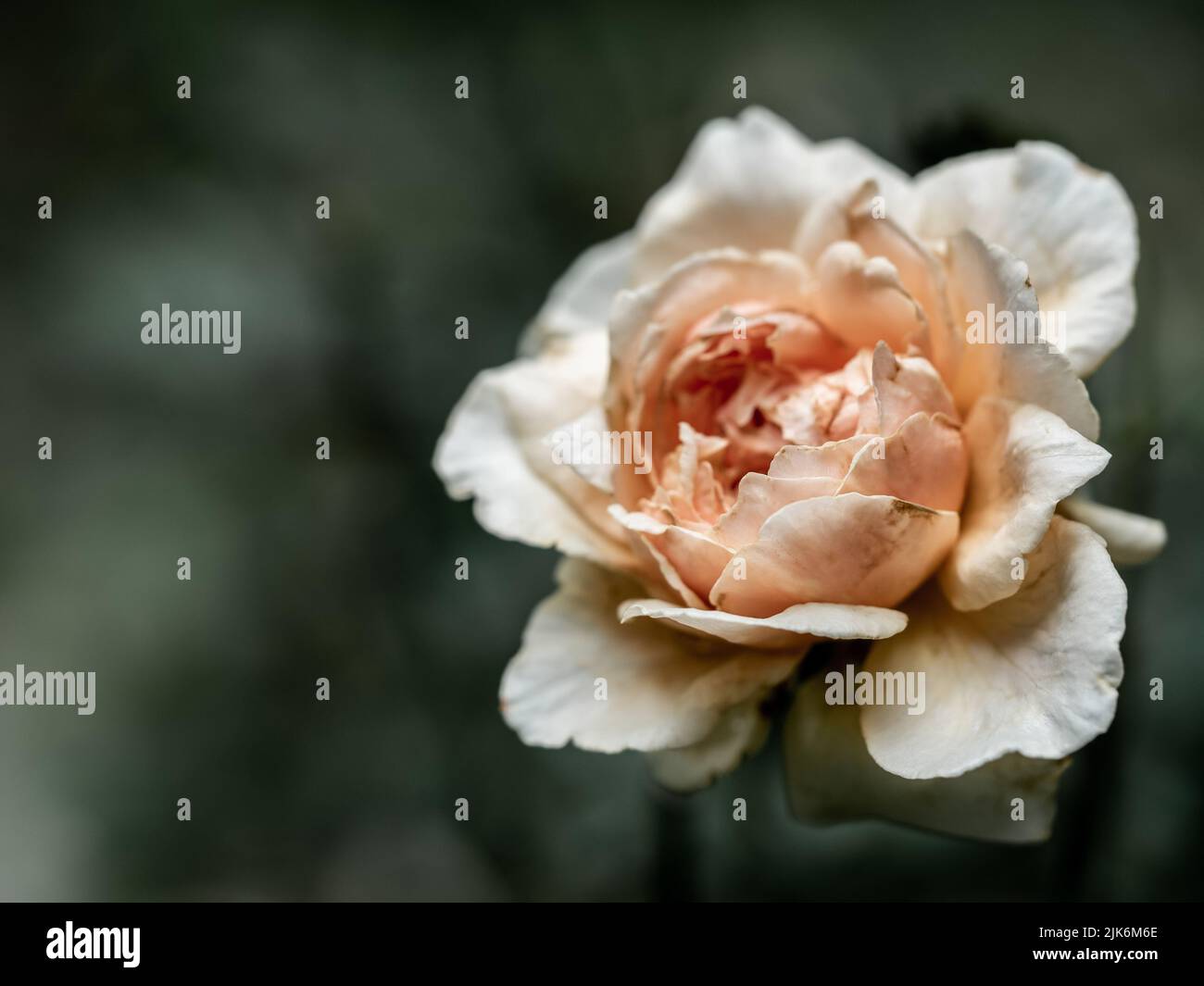 The wounded petals of a withering Masora roses Stock Photo - Alamy