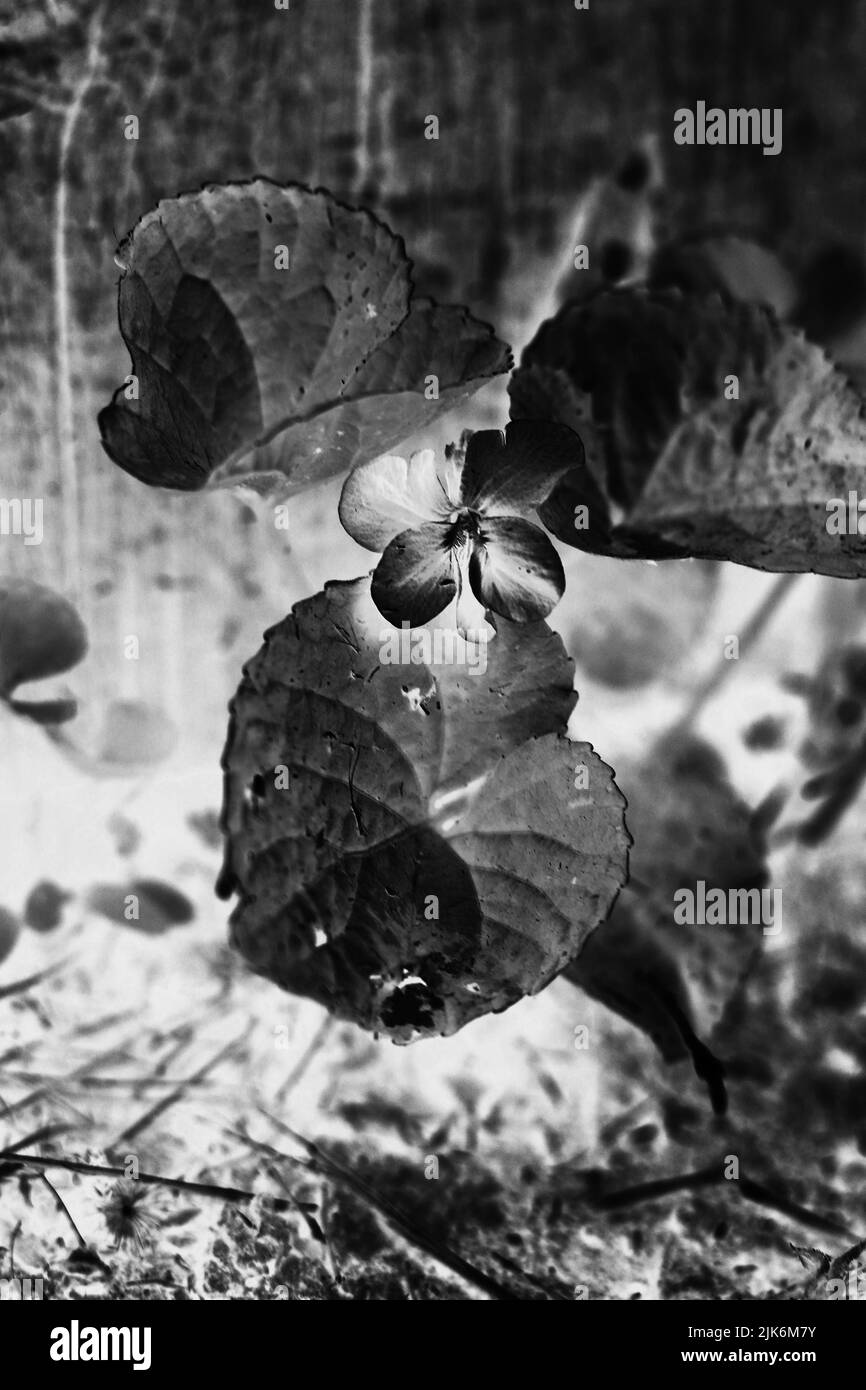 Meadow in detail Black and White Stock Photos & Images - Alamy
