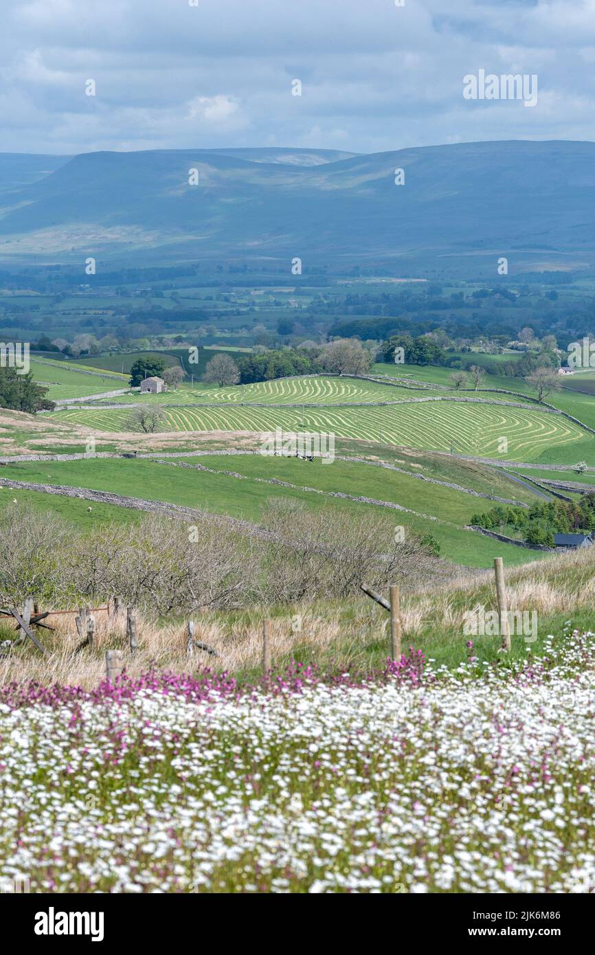 Wildflower meadow looking over the Eden Valley in Cumbria. The farmer had reseeded a plot of land with wildflowers as part of an environmental scheme. Stock Photo