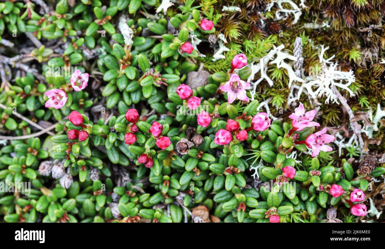 Alpine azalea growth Stock Photo
