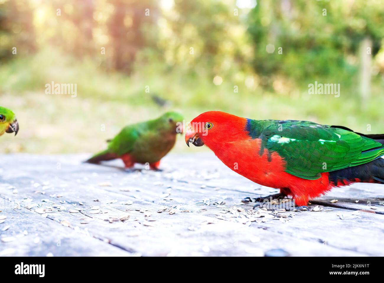 Feeding Australian king parrots. Wildlife, birds in Australia Stock