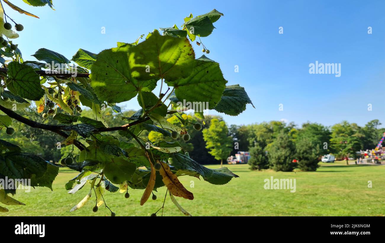 Beautiful Trees, park, clouds, nature at British Landscape of England