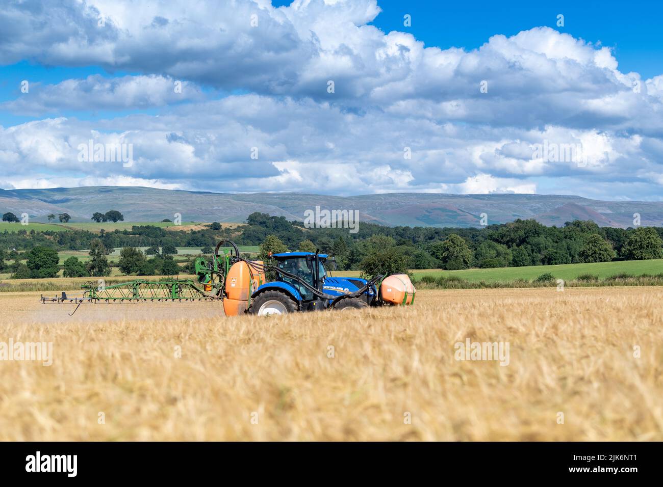 Spraying a field of nearly ripe barley with a glyphosate based weedkiller to get rid of excess greenery which would clog up the combine when harvested Stock Photo