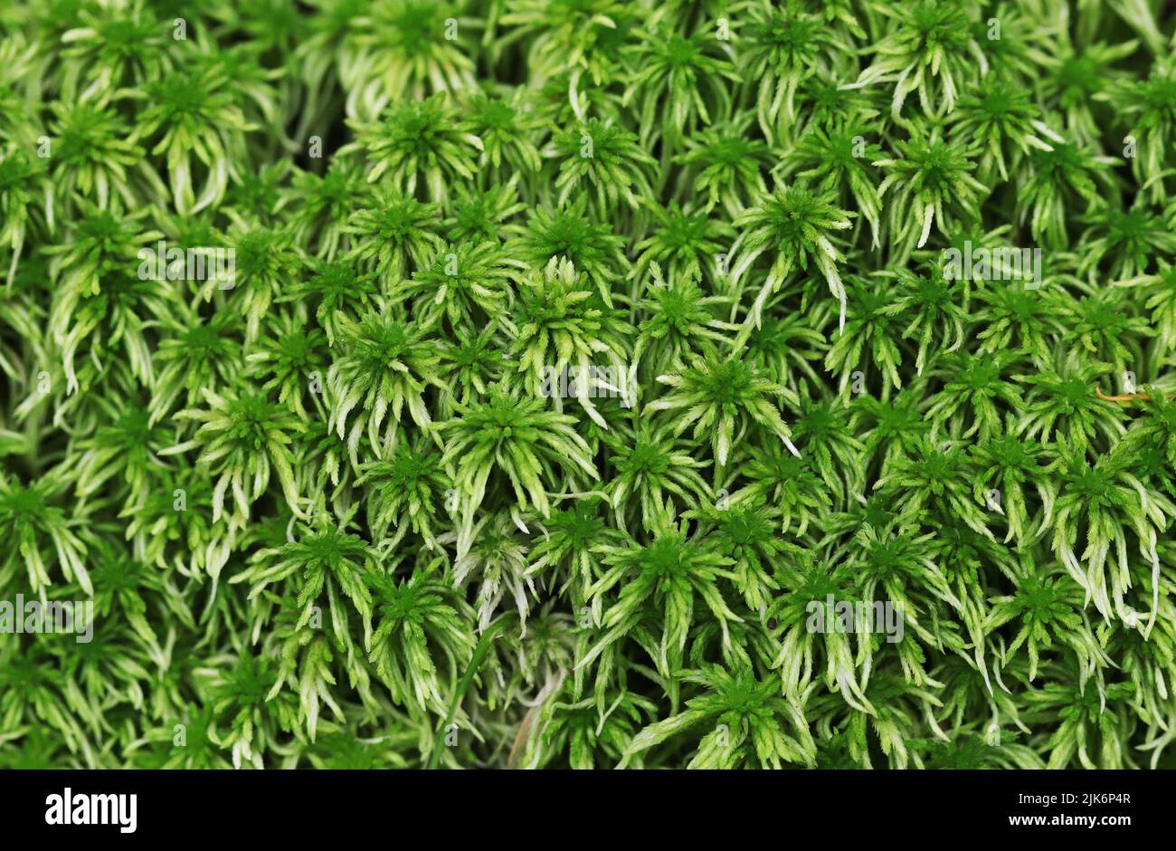 Prairie Sphagnum Moss - Sphagnum palustre Stock Photo