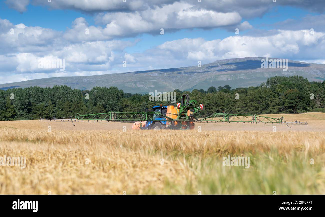Spraying a field of nearly ripe barley with a glyphosate based weedkiller to get rid of excess greenery which would clog up the combine when harvested Stock Photo