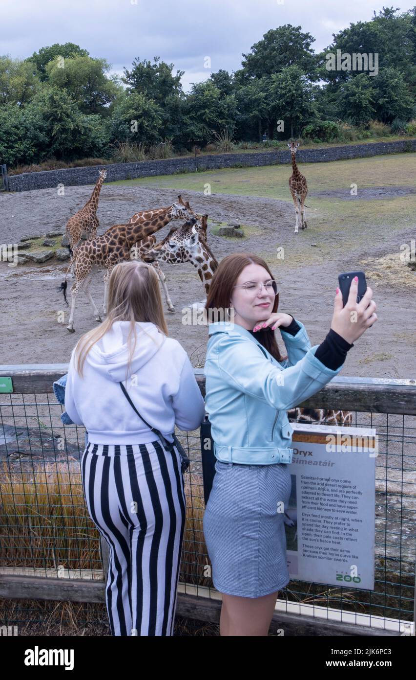 tourists taking selfie in front of giraffes, Dublin Zoo, Ireland Stock Photo